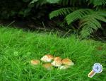 accommodation havlickuv-brod Czech republic